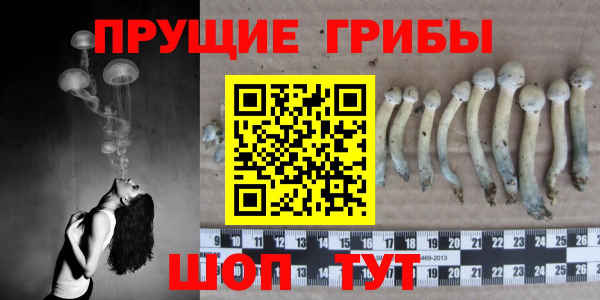 Псилоцибиновые грибы Psilocybe Гагарин